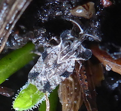 Ammianus junodi