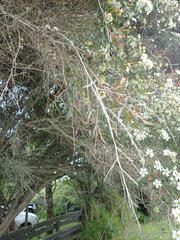 Leptospermum morrisonii