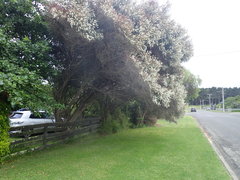 Leptospermum morrisonii
