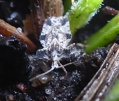 Ammianus junodi