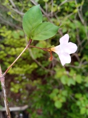 Mostuea brunonis