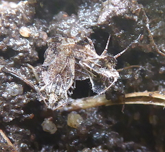 Ammianus junodi
