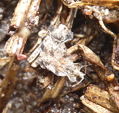 Ammianus junodi