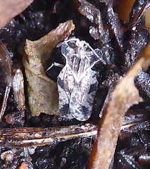 Ammianus junodi