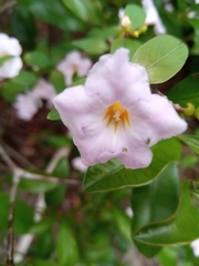 Mostuea brunonis