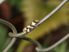 Barea confusella