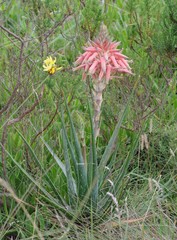 Aloe micracantha
