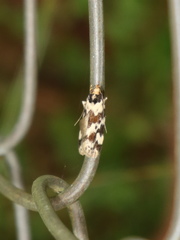 Barea confusella