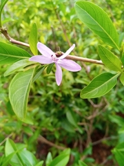 Oplonia minor