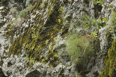 Peucedanum longifolium