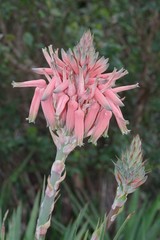 Aloe micracantha