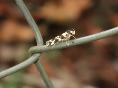 Barea confusella