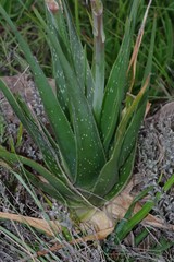 Aloe micracantha