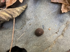 Vespericola armigera