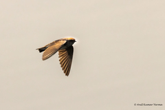 Petrochelidon fluvicola