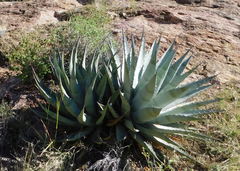 Agave simplex