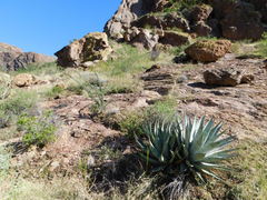 Agave simplex