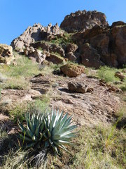 Agave simplex