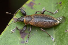 Cratopus