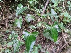 Asarum caudigerum