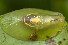 Hyalimax perlucidus