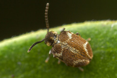 Ptininae