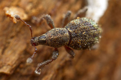 Syzygops