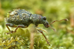 Syzygops