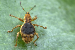 Syzygops