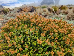 Veronica buchananii