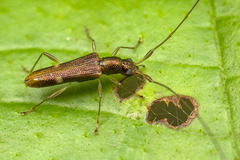 Disteniidae