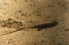 Zonosaurus madagascariensis