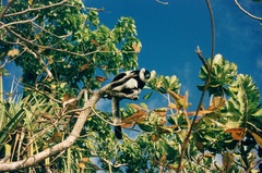 Varecia variegata