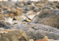 Motacilla flaviventris