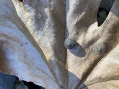 Vespericola armigera