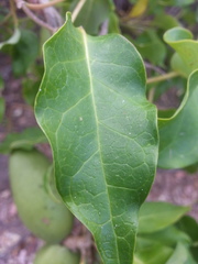 Marsdenia edulis
