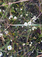 Symphyotrichum depauperatum