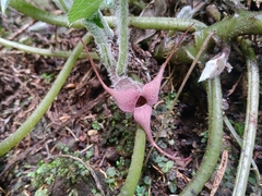 Asarum caudigerum