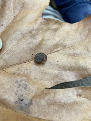 Vespericola armigera