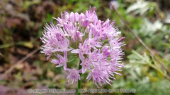 Allium senescens