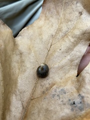 Vespericola armigera