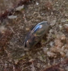 Cypridoidea