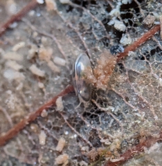 Cypridoidea