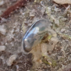 Cypridoidea