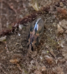 Cypridoidea