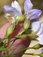 Psoralea imminens