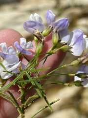 Psoralea imminens
