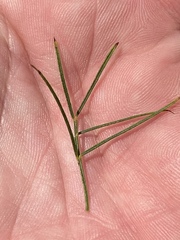 Psoralea imminens