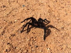 Harpactirinae