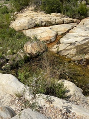 Psoralea imminens